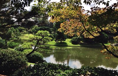 Reflection of trees in lake