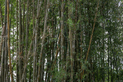 Full frame shot of bamboo trees in forest