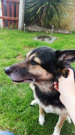 Dog relaxing on grassy field