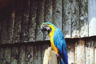 Close-up of blue parrot perching on wood