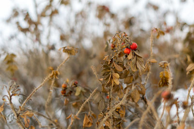 Close-up of pine cone on tree during winter