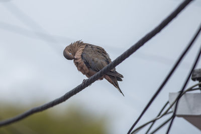 Low angle view of bird perching on branch against sky