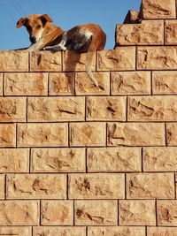 Low angle view of a dog against wall