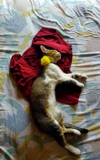 High angle view of cat sleeping on bed