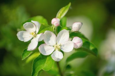 Close-up of white flowering plant