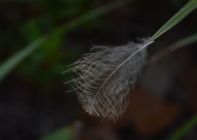 Close-up of fresh plant
