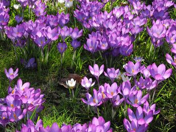 Close-up of purple flowers