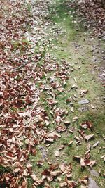 High angle view of dry leaves on field