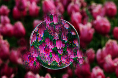 Close-up of pink flowering plant
