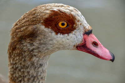 Close-up of bird