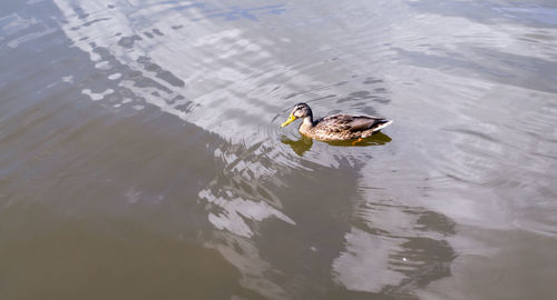 High angle view of duck swimming in lake