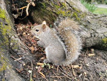 High angle view of squirrel on tree