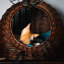 Close-up of cat sleeping in basket