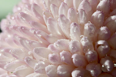 Full frame shot of pink flower