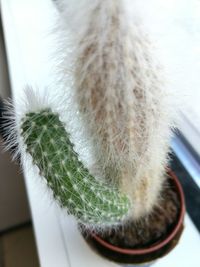 Close-up of cat by plants