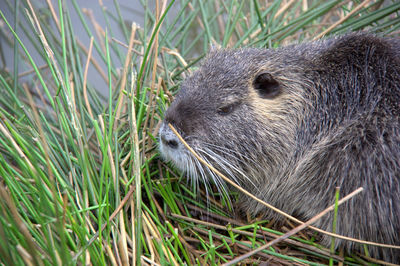 Nutria puppy in the grass