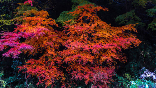 View of coral in sea