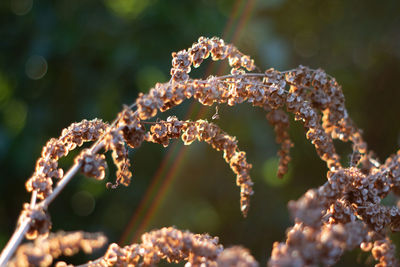 Close-up of  plant