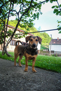 Portrait of dog standing against trees