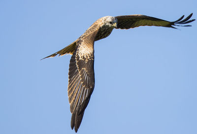 Low angle view of eagle against clear blue sky