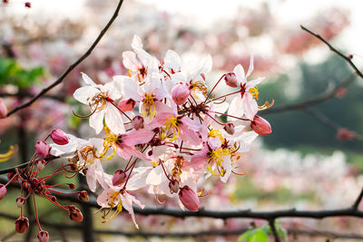 Close-up of pink cherry blossoms in spring