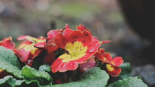 Close-up of red flowering plant