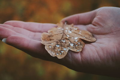 Close-up of hand on leaf