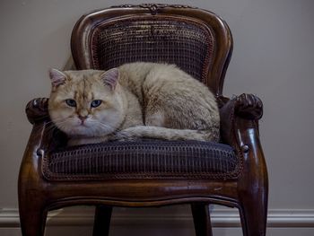 Portrait of cat sitting on chair