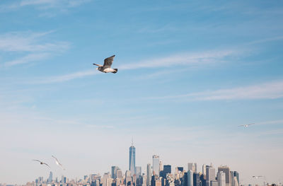 Seagull flying against manhattan skyline
