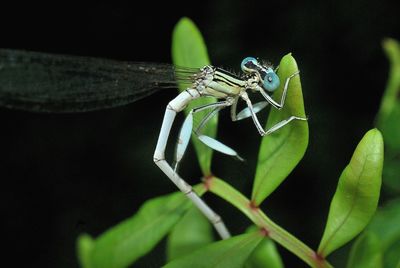 Close-up of damselfly on leaf at night