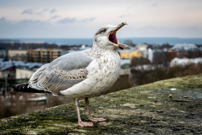 Close-up of seagull perching on rock