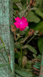 Close-up of pink flower