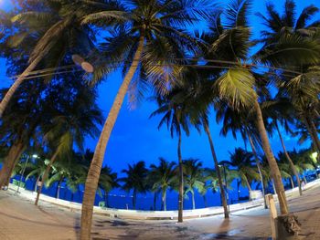 Palm trees on beach against blue sky