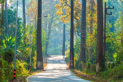 Road amidst trees in forest