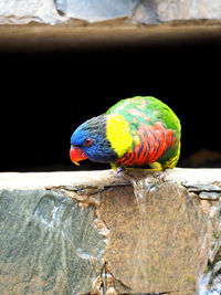 Close-up of parrot perching on tree