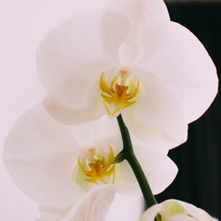 Close-up of white flower