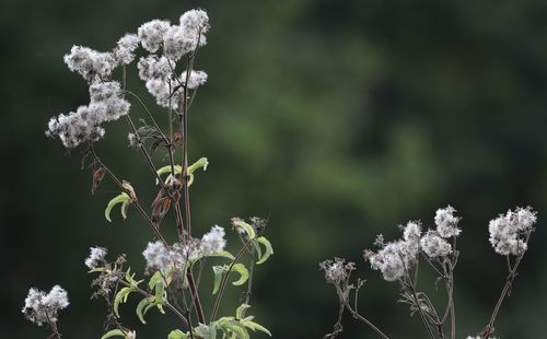 Close-up of white flowering plant