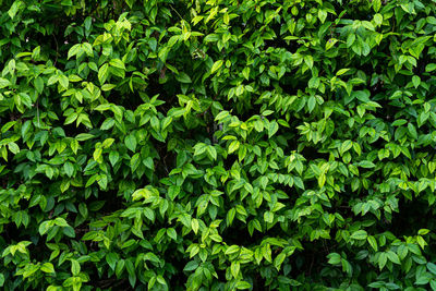 Full frame shot of fresh green plants