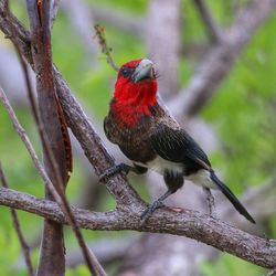 Close-up of bird perching on branch