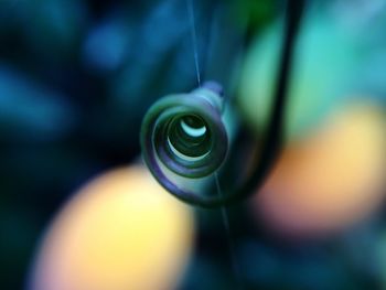 Close-up of tendril