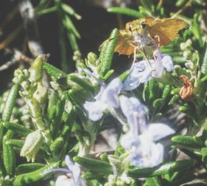 Close-up of insect on plant