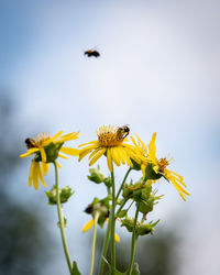 Close-up of insect on yellow flower