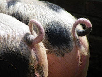 Extreme close up of horse