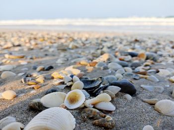 Close-up of shells on beach