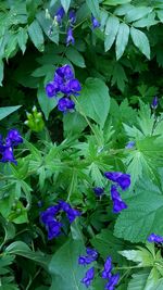 Close-up of purple hydrangea blooming outdoors