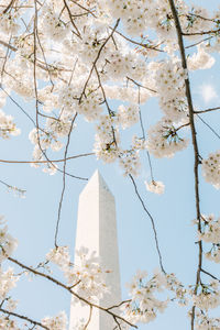 Low angle view of cherry blossoms against sky