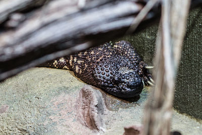 Close-up of lizard resting on rock at zoo