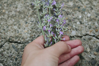 Close-up of hand holding flowers