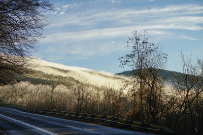 Road by bare trees against sky