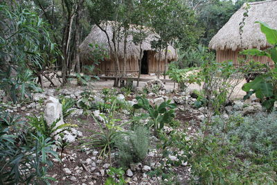 Plants and trees by house in forest